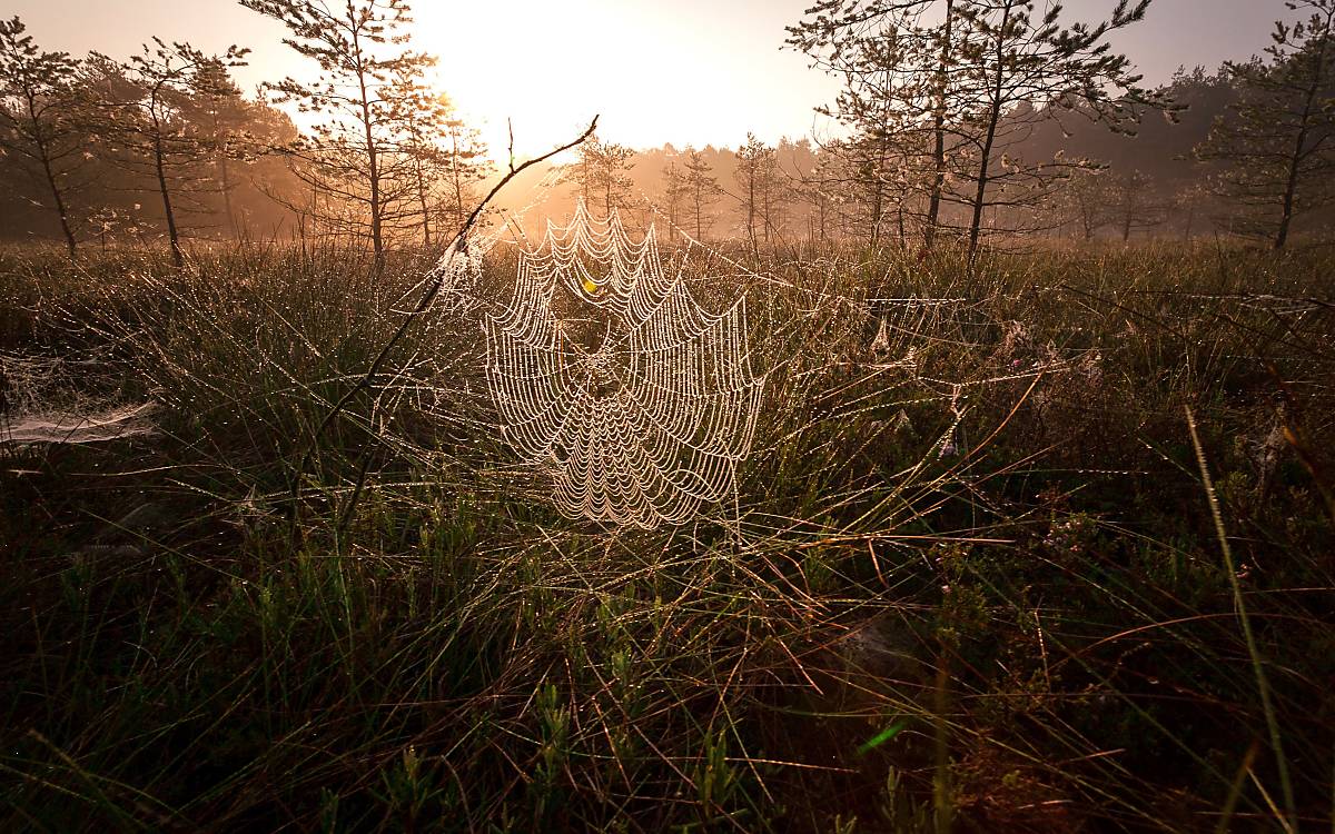 Spinnennetz-im-Moor