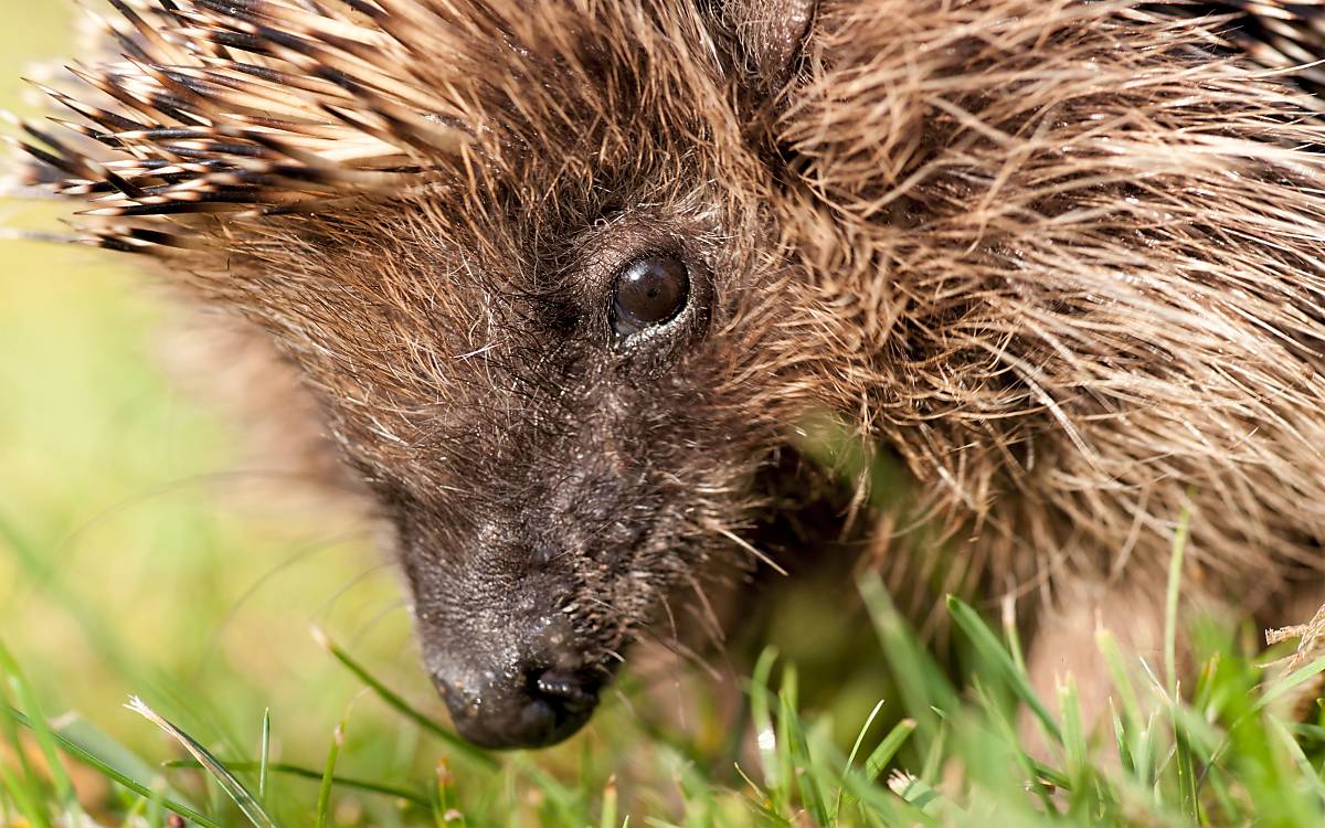 Igel-im-Gras