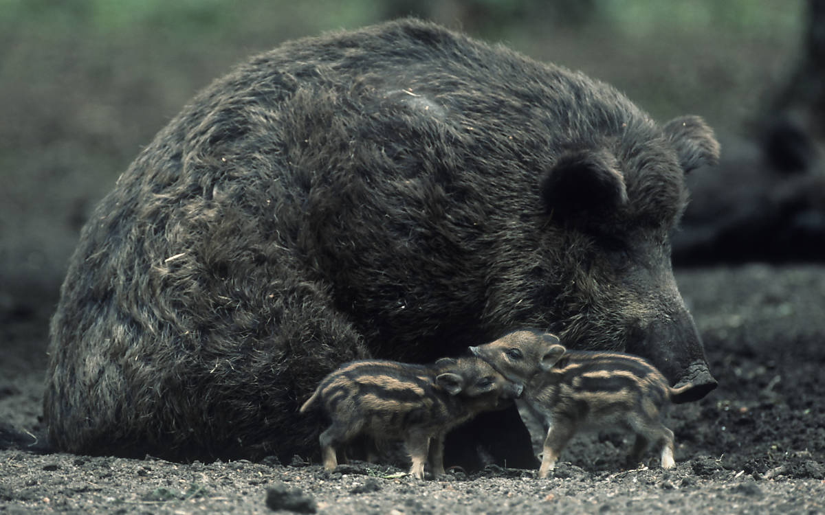 wildschwein-mit-frischlingen