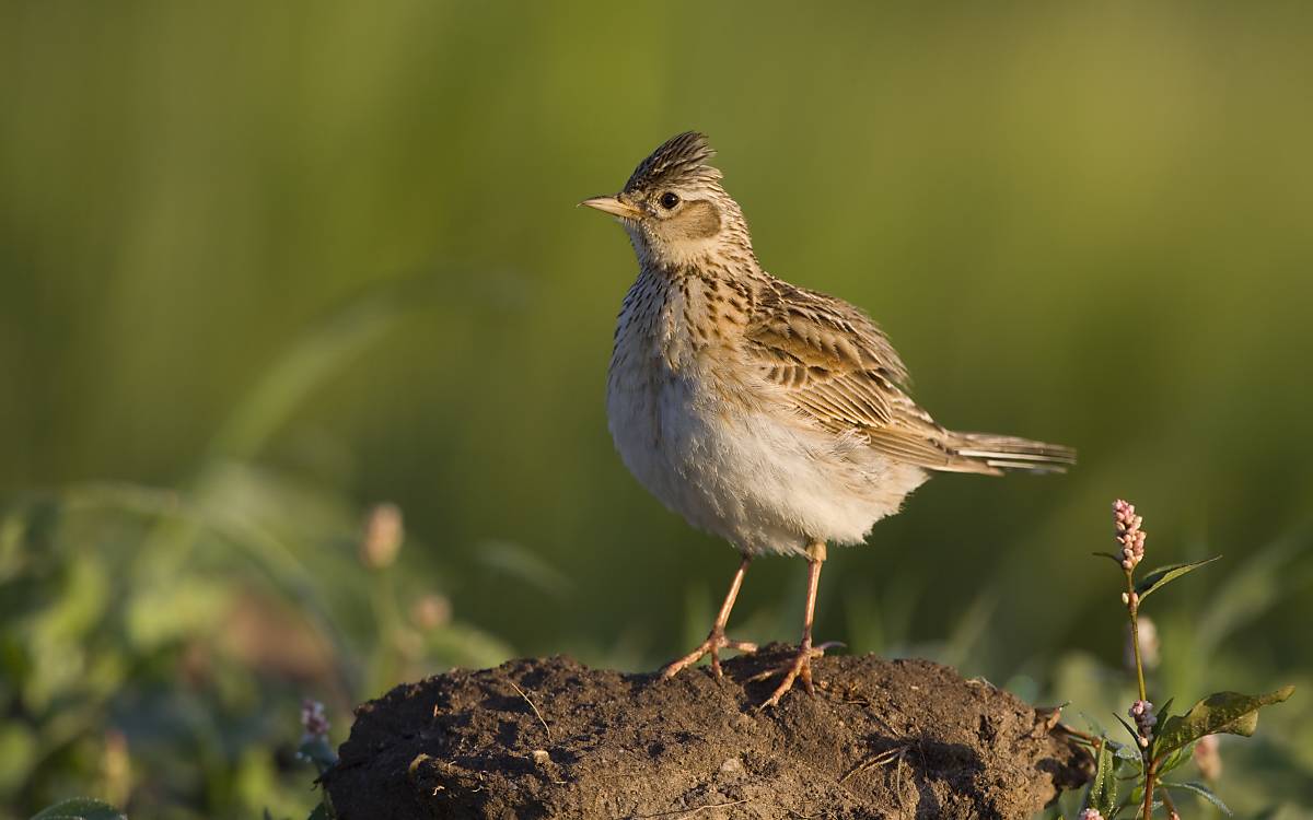 Unsere Zugvögel Deutsche Wildtier Stiftung