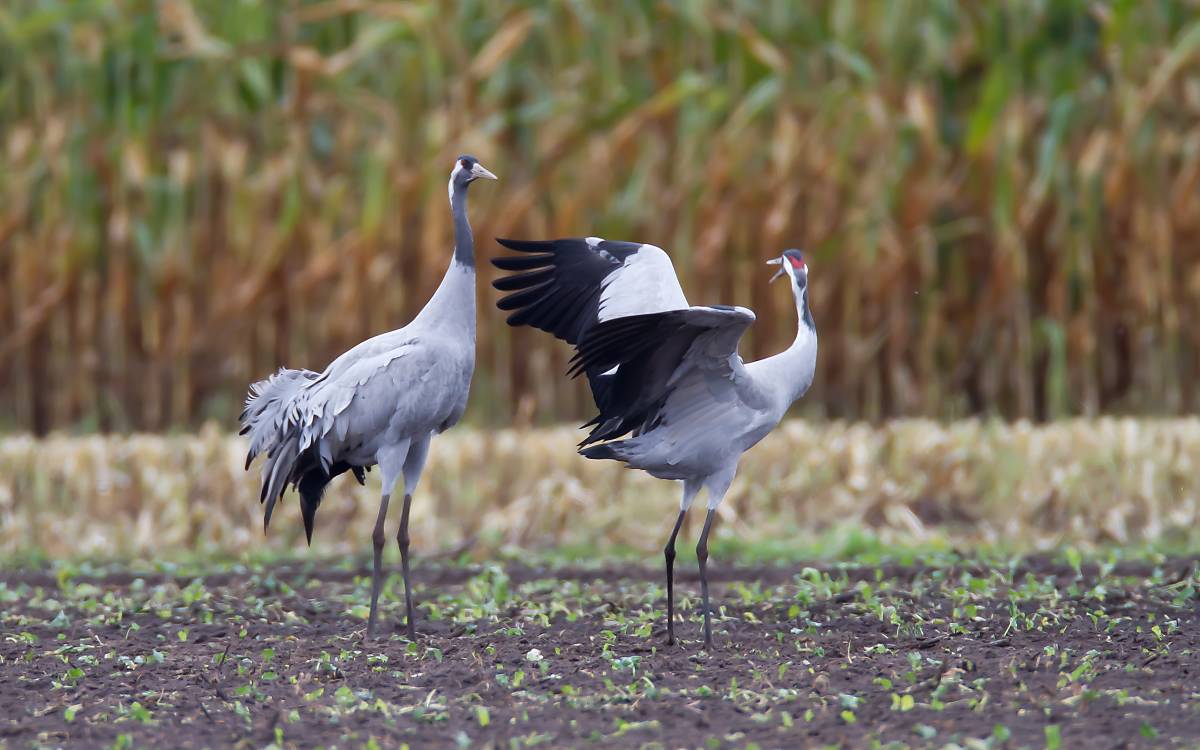 Unsere Zugvögel Deutsche Wildtier Stiftung