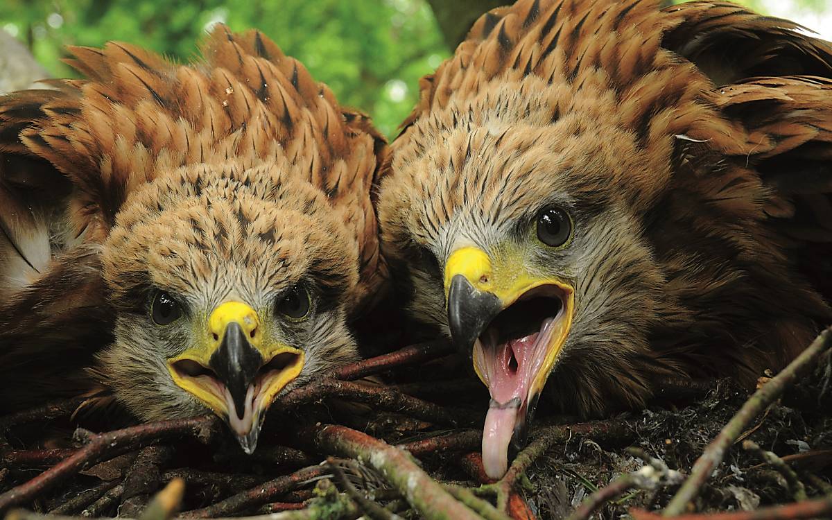 Jungvögel Rotmilan (Foto: G. Gelpke)