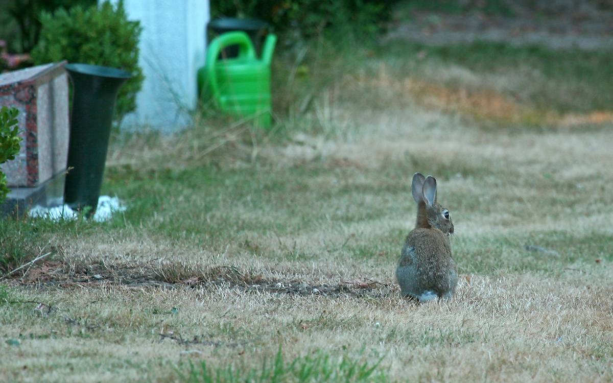 Wildtiere Auf Dem Friedhof