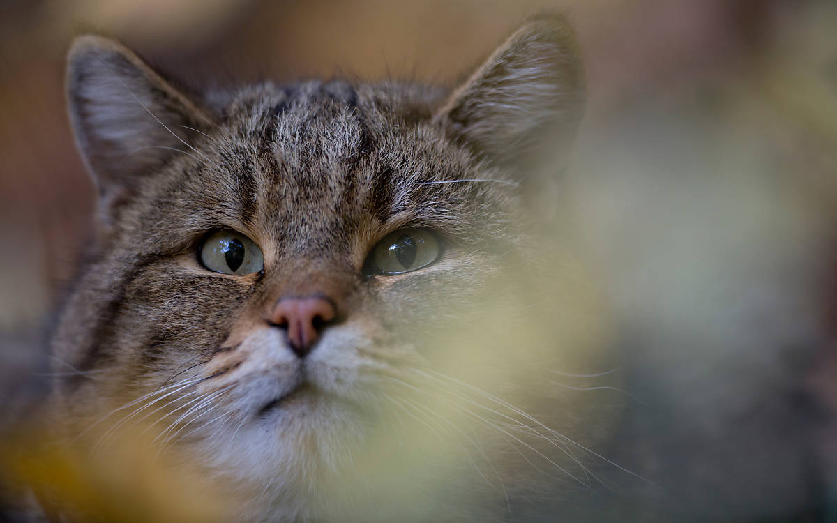 blog_tier-des-jahres-wildkatze_fullscreenheader_1