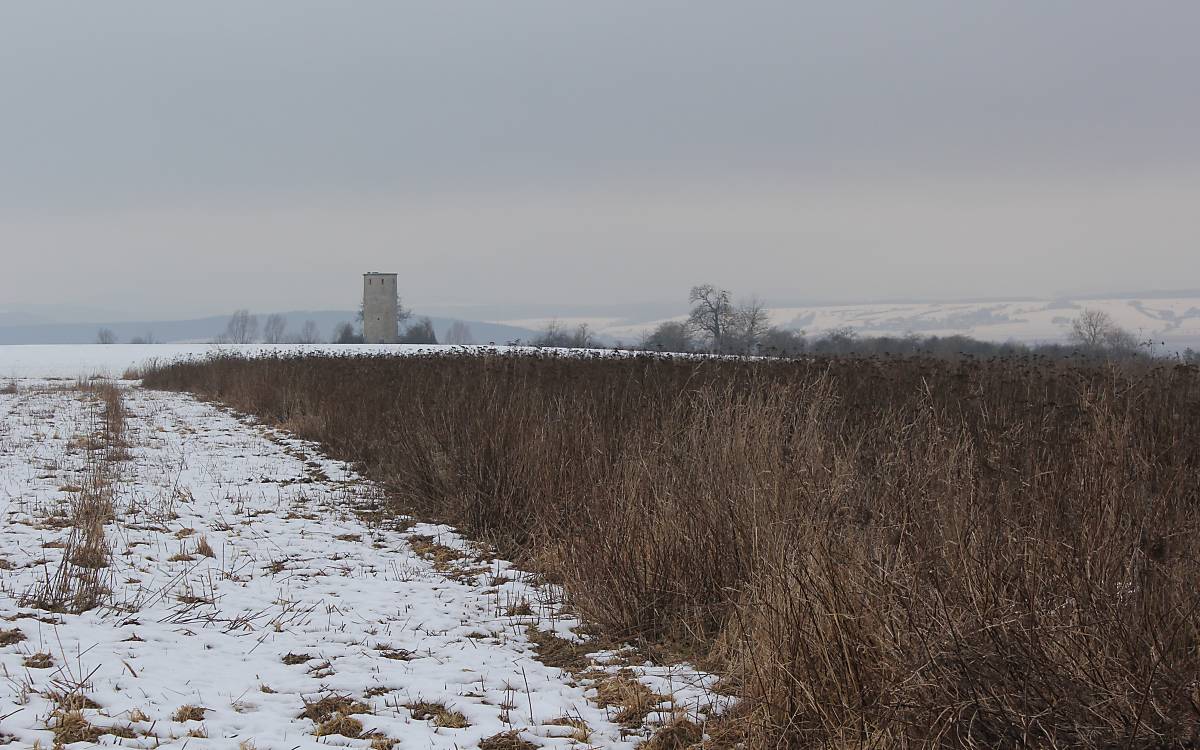 Winterlebensraum für Rebhühner und andere Feldvögel in der Nähe bei Göttingen