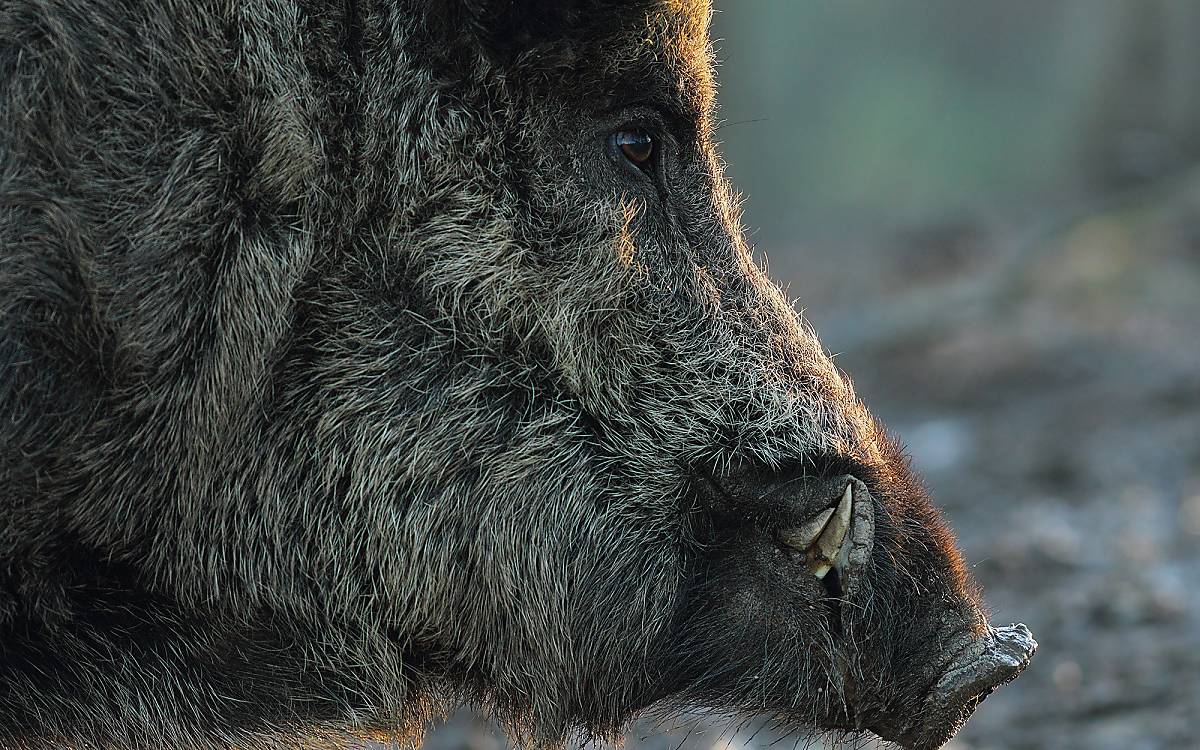 wildschwein-fellverlaengerung-winter