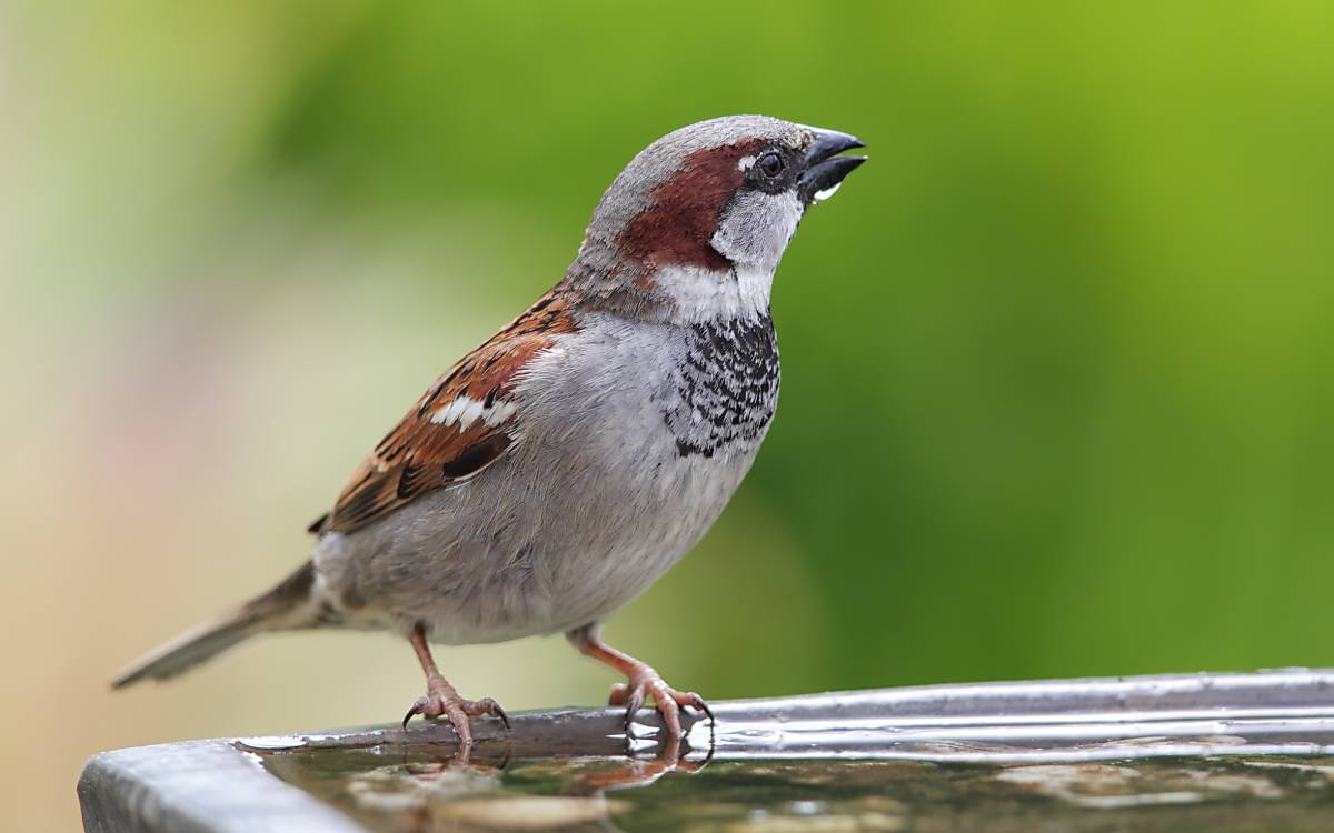 Vögel kennenlernen