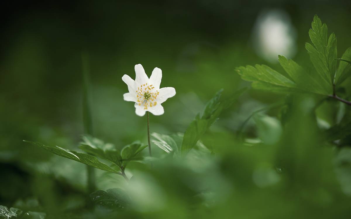 weisse Blume.