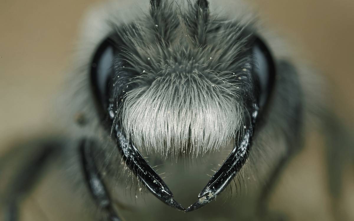 projekte_wildbiene_fullscreenheader