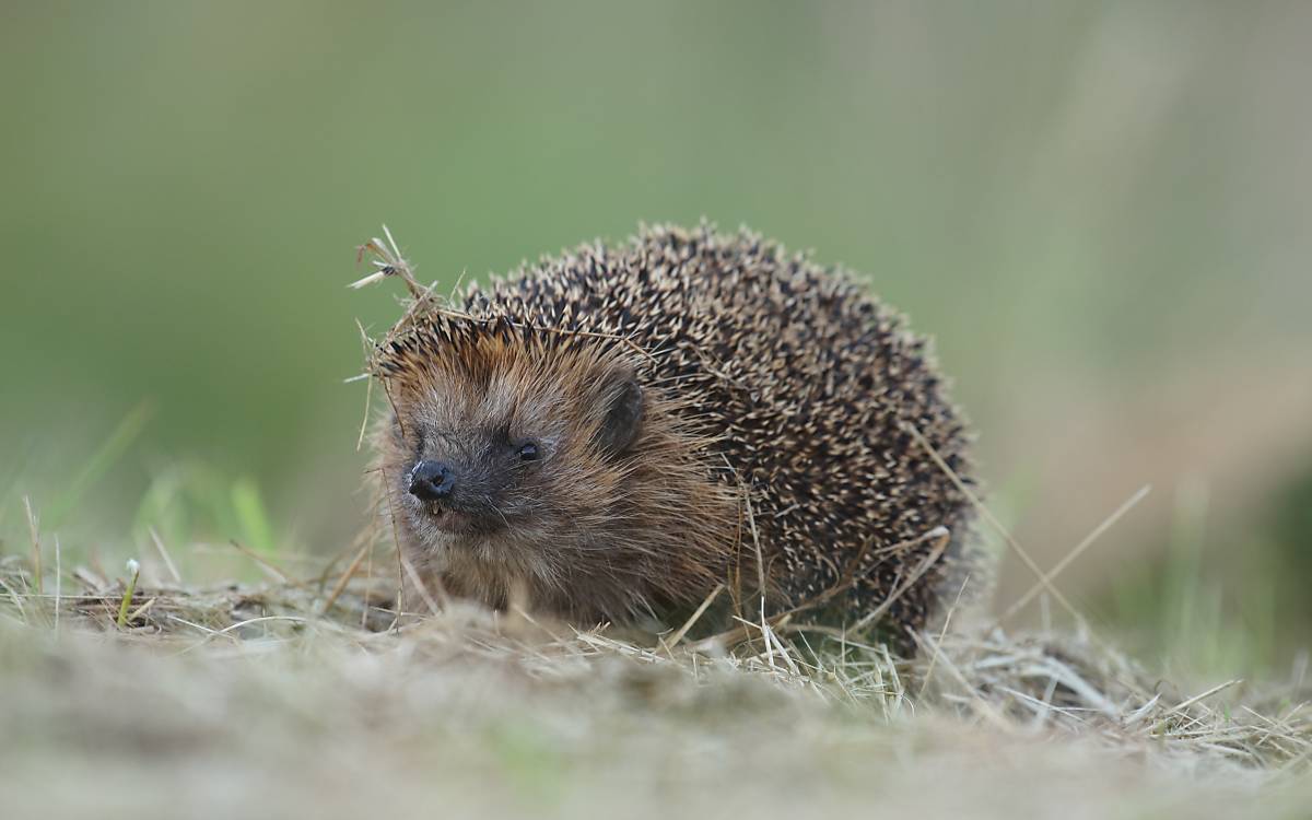 igel-wiese-2