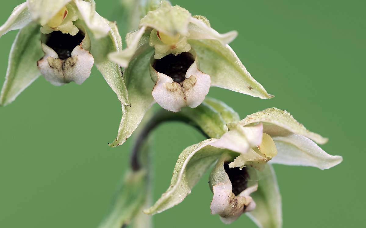Orchideenart: Breitblättriger Stendelwurz (Epipactis helleborine)