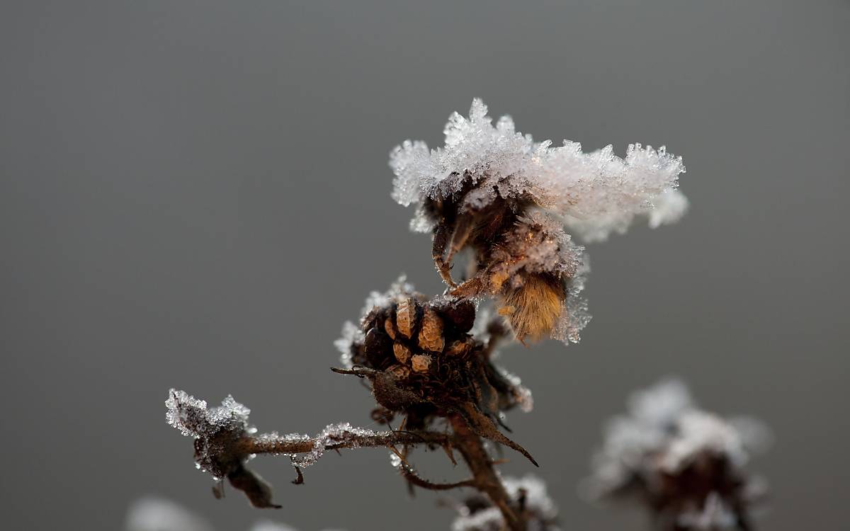 biene-gefroren-winter