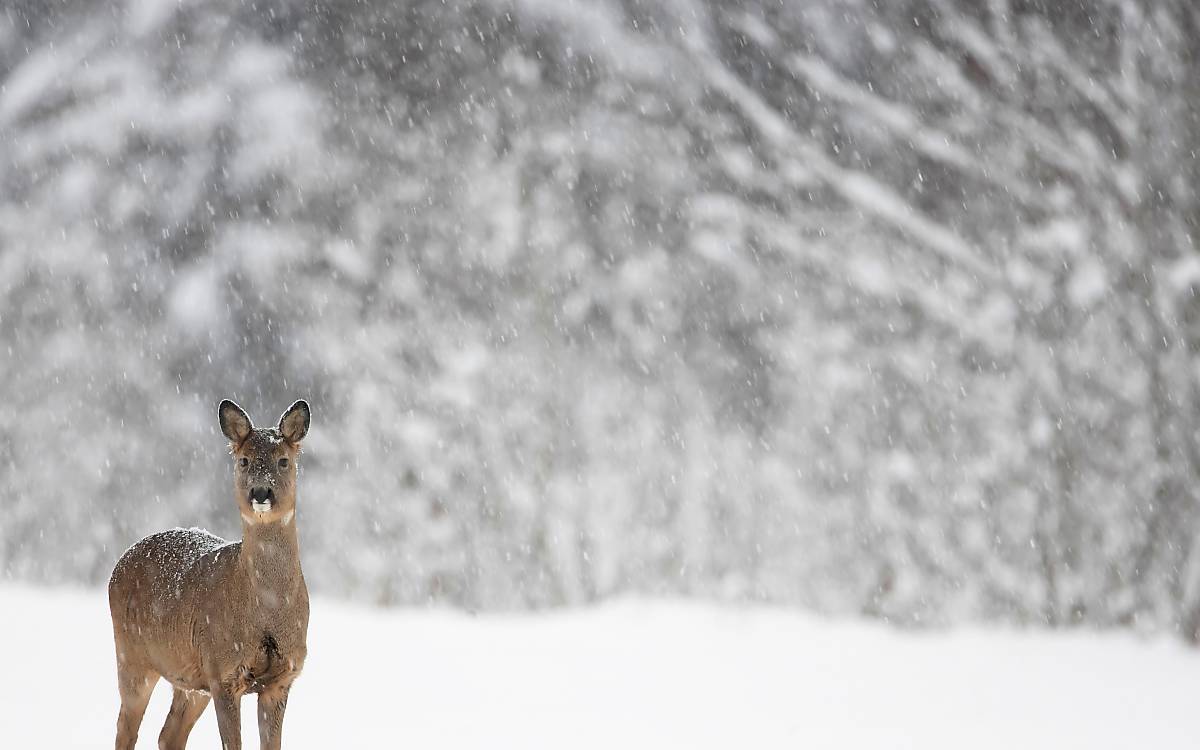 reh-winter-3