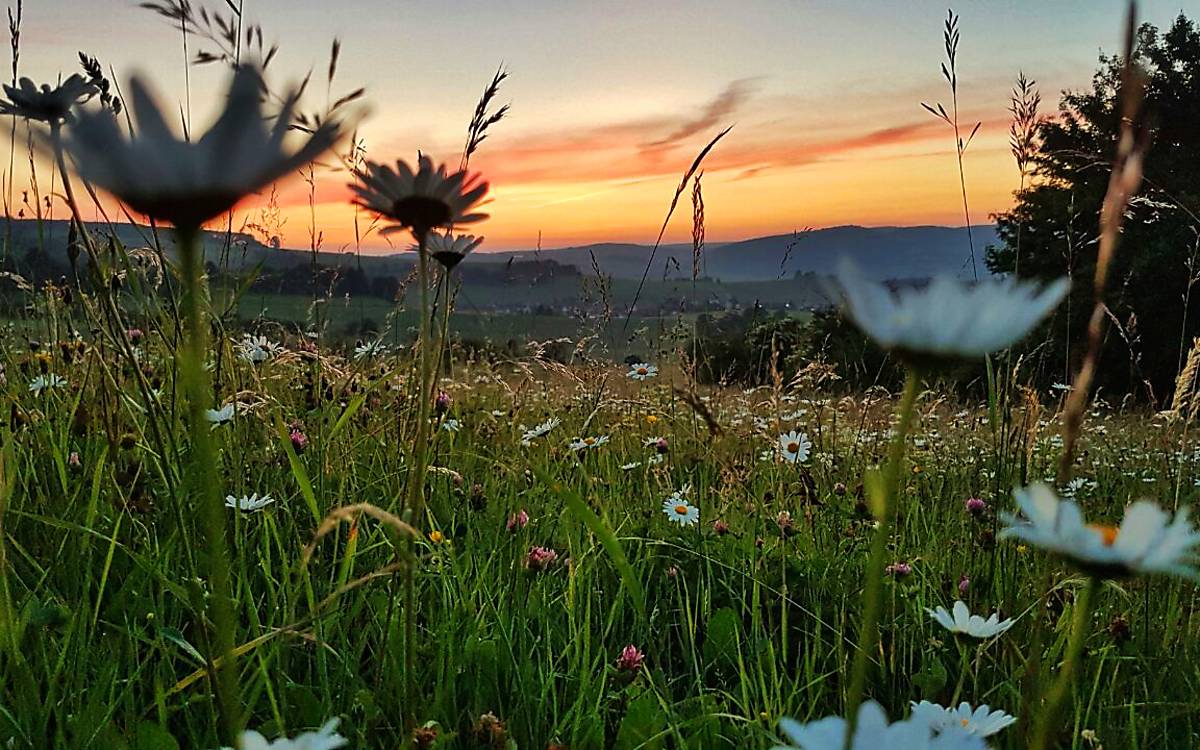 Wiese in der Abenddämmerung - Copyright © nautilusfilm / polyband Medien GmbH
