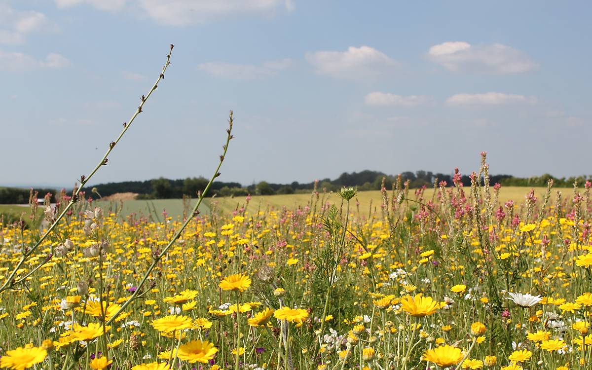 wildblumenwiese