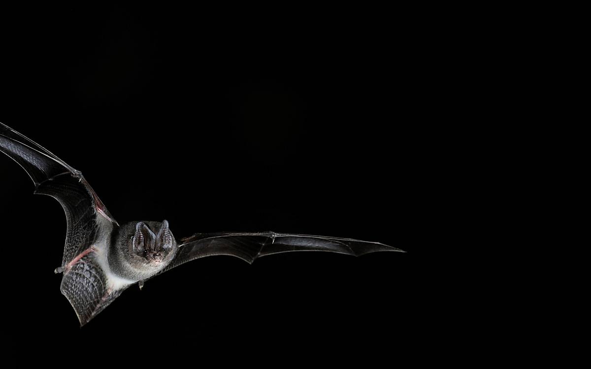 mopsfledermaus-foto-npl-arco-images-gmbh-2