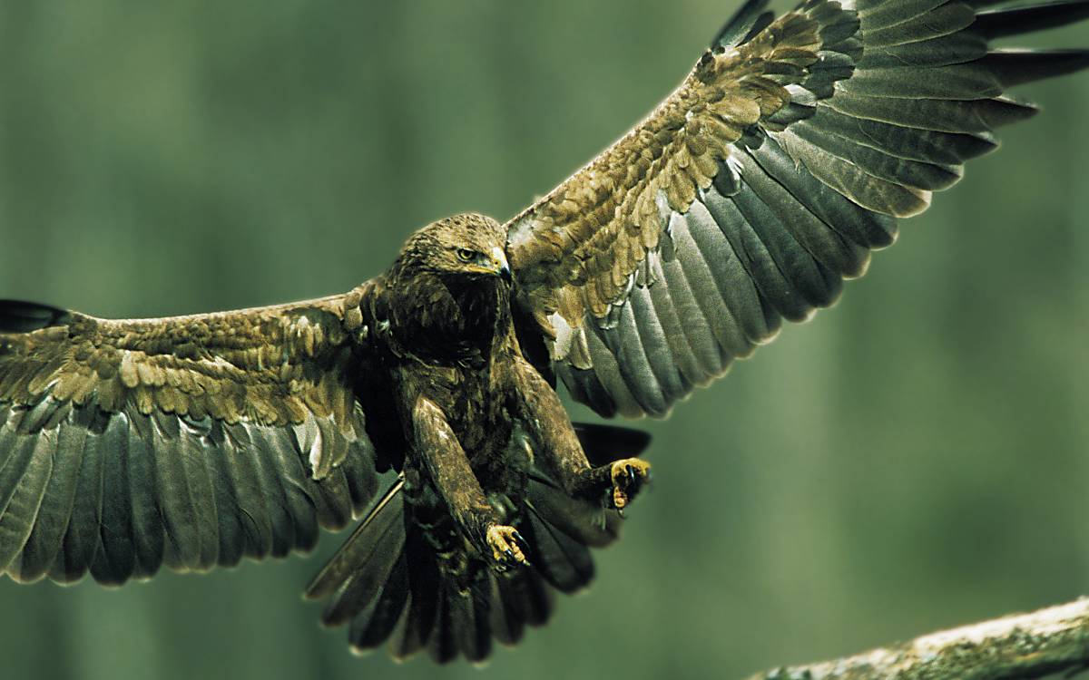 schreiadler-aussehen-gefieder-2
