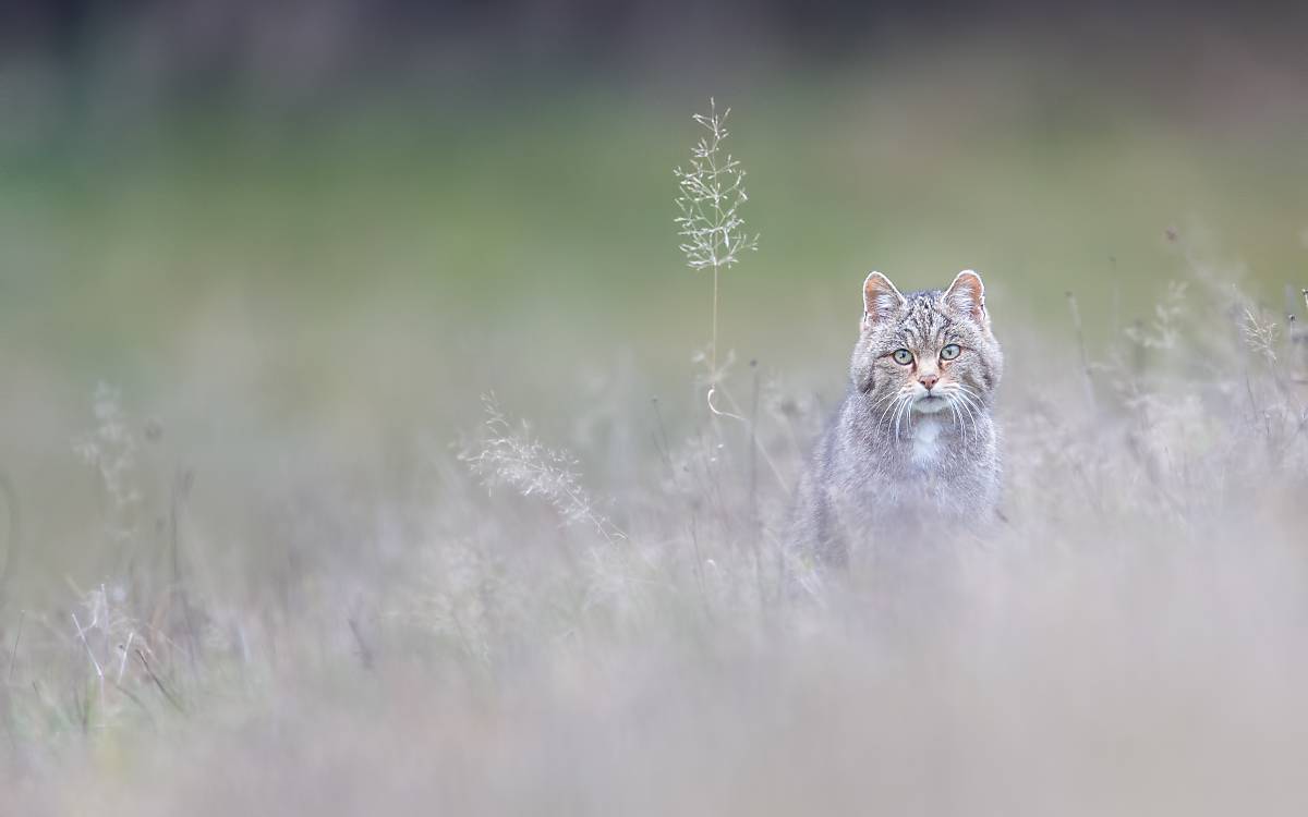 wildkatze_5dm30215