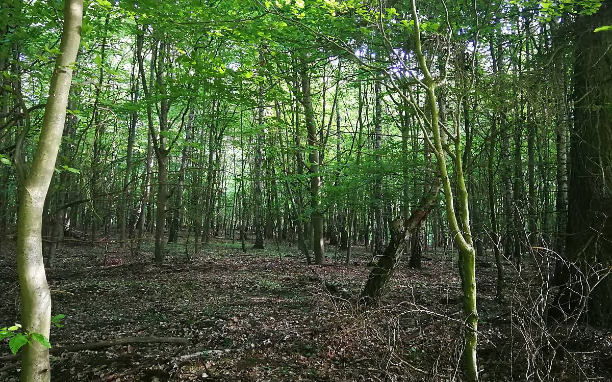 Waldumbau hilft dem Wald und dem Wild (Foto: Calvi)