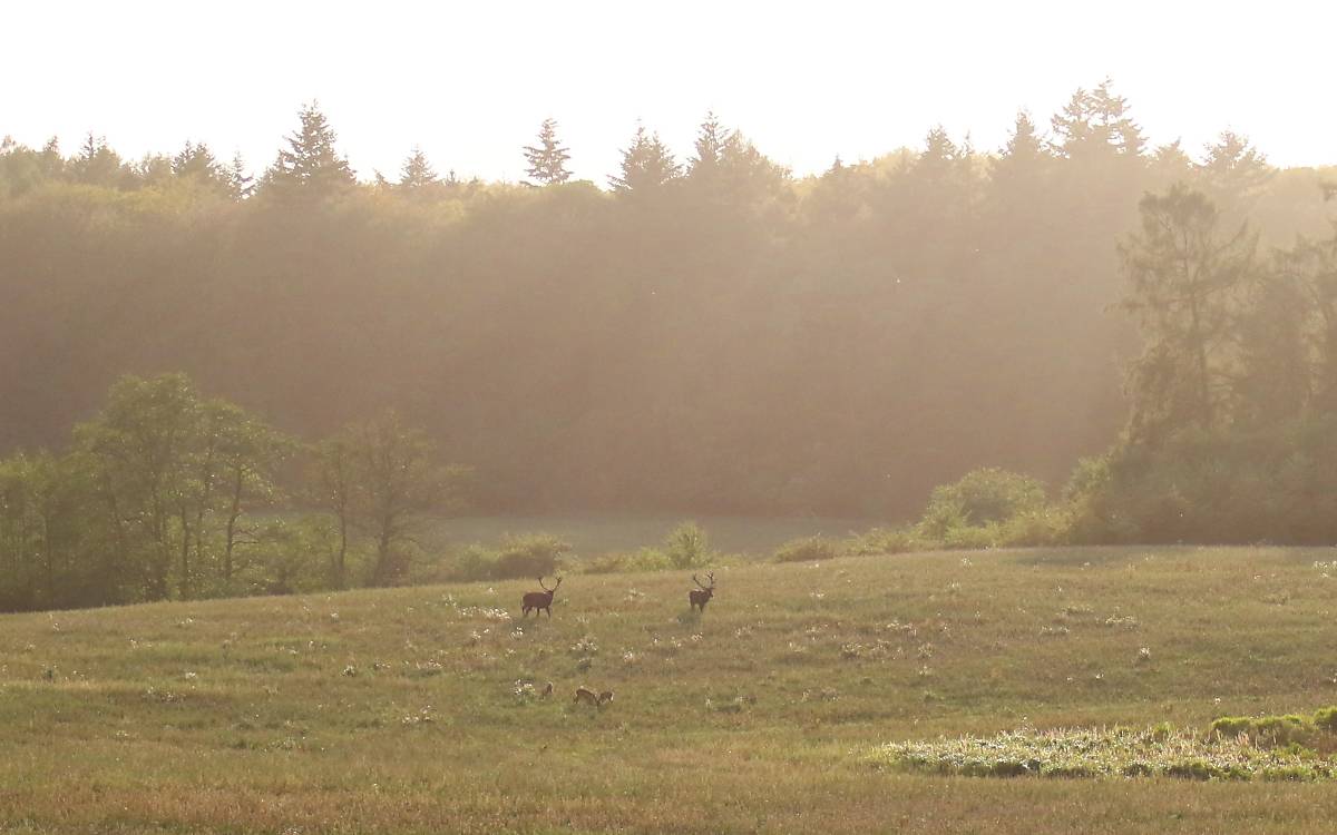 header-hirschbrunft-gut-klepelshagen