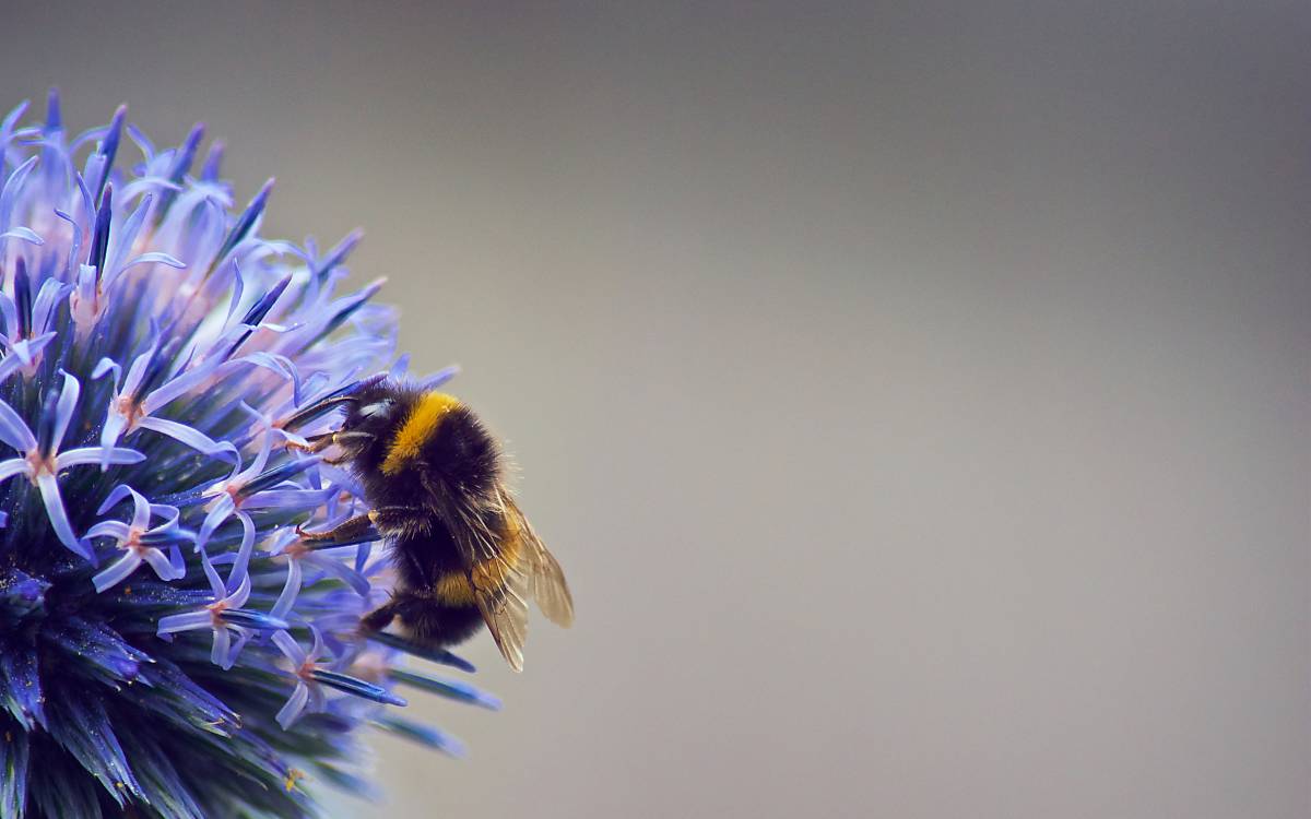 wildbienen-3