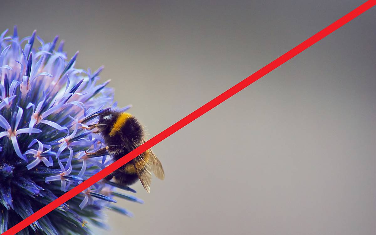fullscreenheader_wildbienen-event-muenchen_verlegt