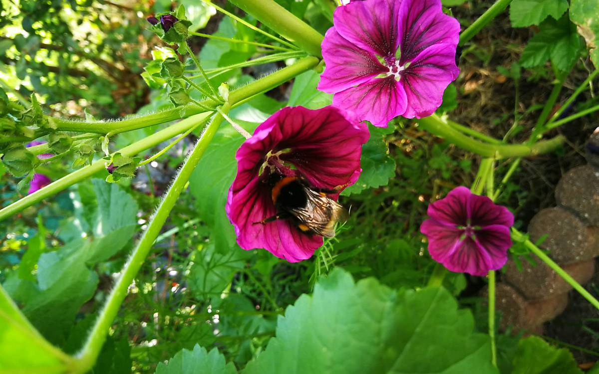 Hummel an Blume (Foto: Calvi)