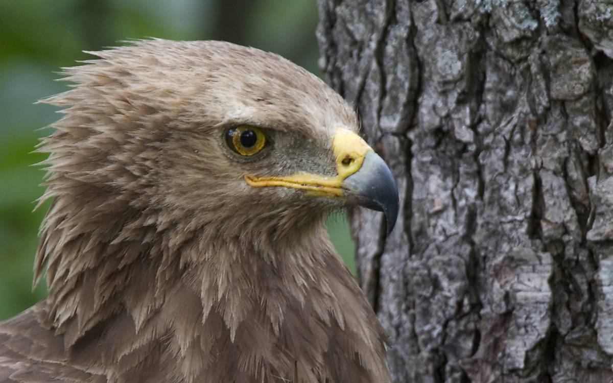 Schreiadler sind sensibel. Fühlen Sie sich beim Brüten gestört, verlassen sie das Nest (Foto: Dr. P. Wernicke / Deutsche Wildtier Stiftung)