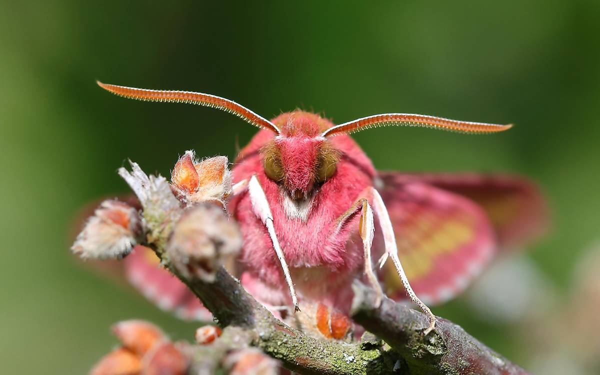 kleiner-weinschwaermer_deilephila-porcellus_nachtfalter