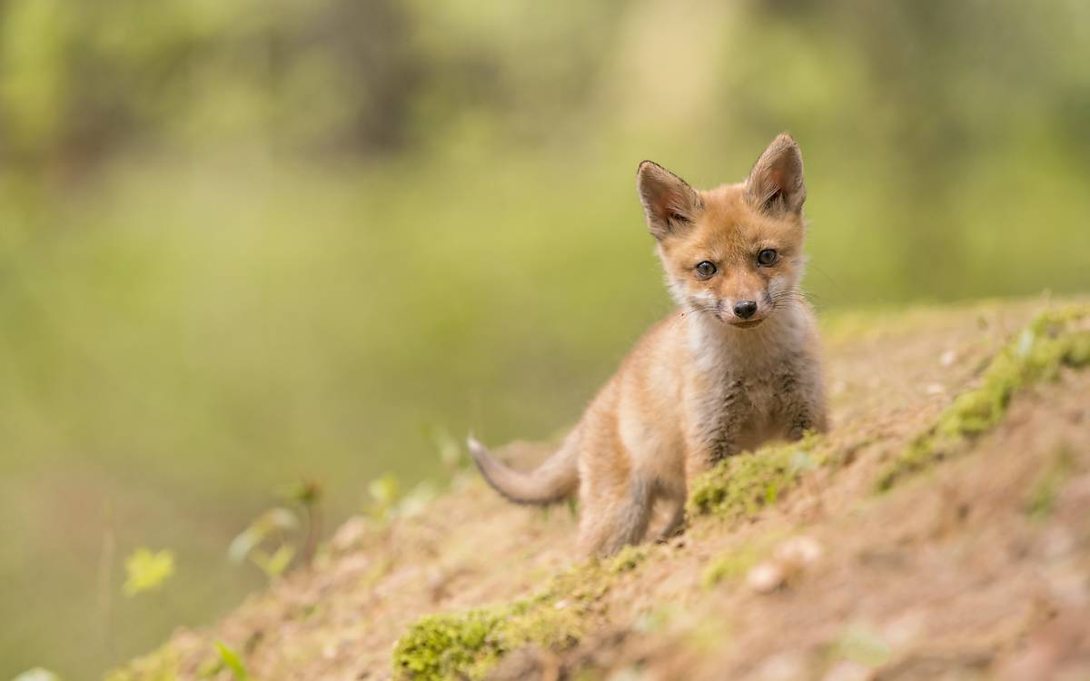 Deutsche Wildtier Stiftung  Schweinswal – unser einziger Wal in Seenot