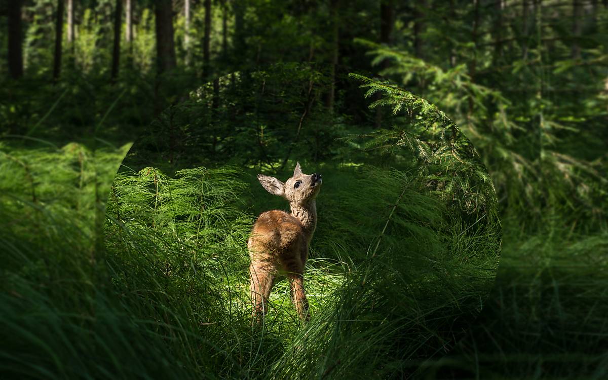 Deutsche Wildtier Stiftung | Auch Wildtiere gehören zum Wald!