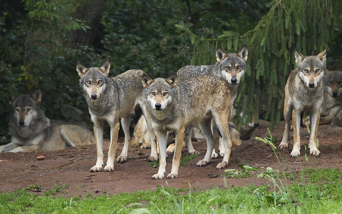 Wolfsrudel Foto: imageBroker /Christina Krutz