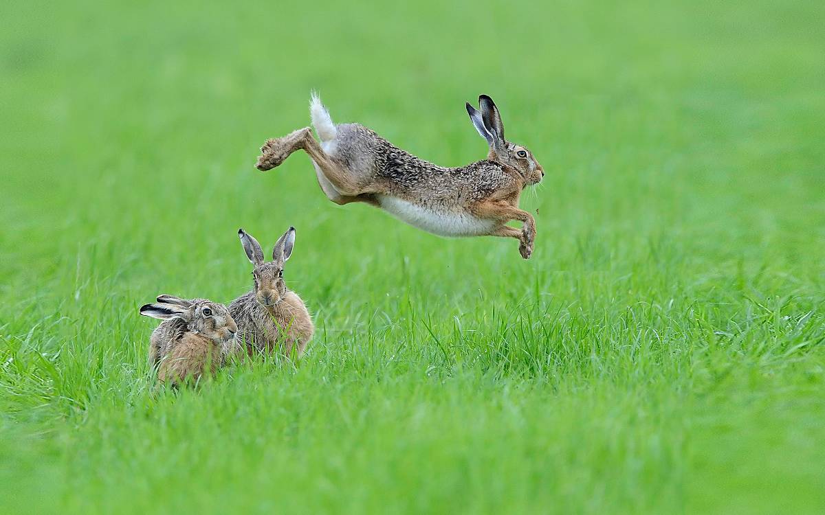 Drei Feldhasen auf einer Graswiese Foto:
© imageBROKER.com / Richard Dorn