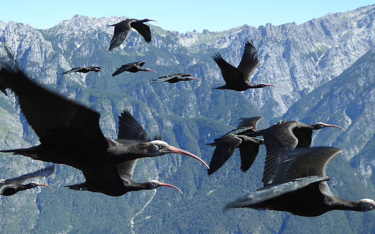 Waldrapp
