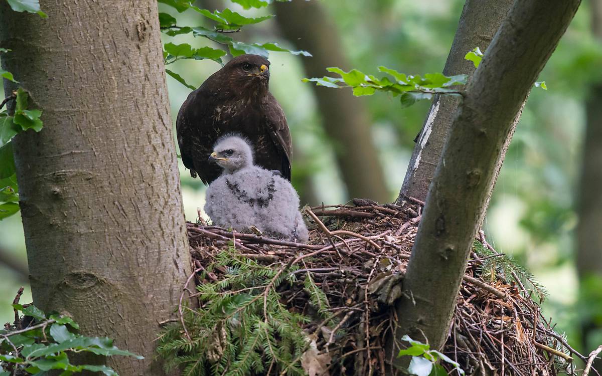 headermotiv_maeusebussard-mit-jungvogel-im-horst