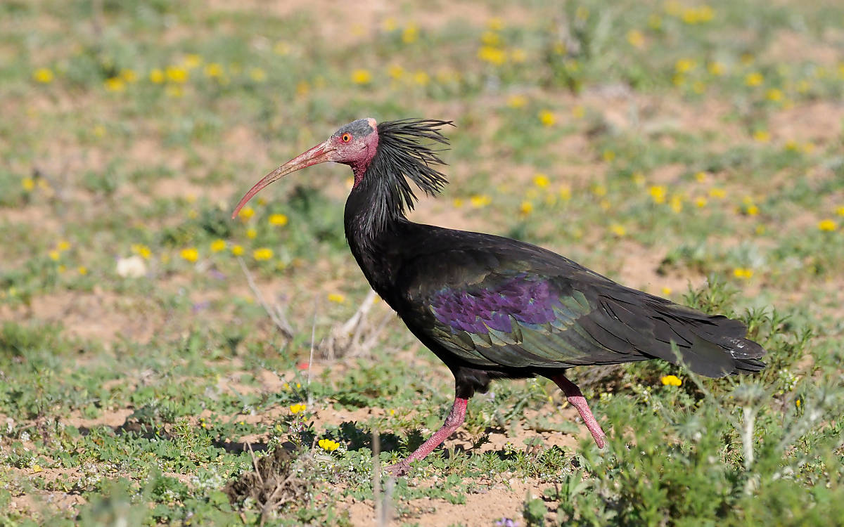 Waldrapp, © Erni/Shutterstock