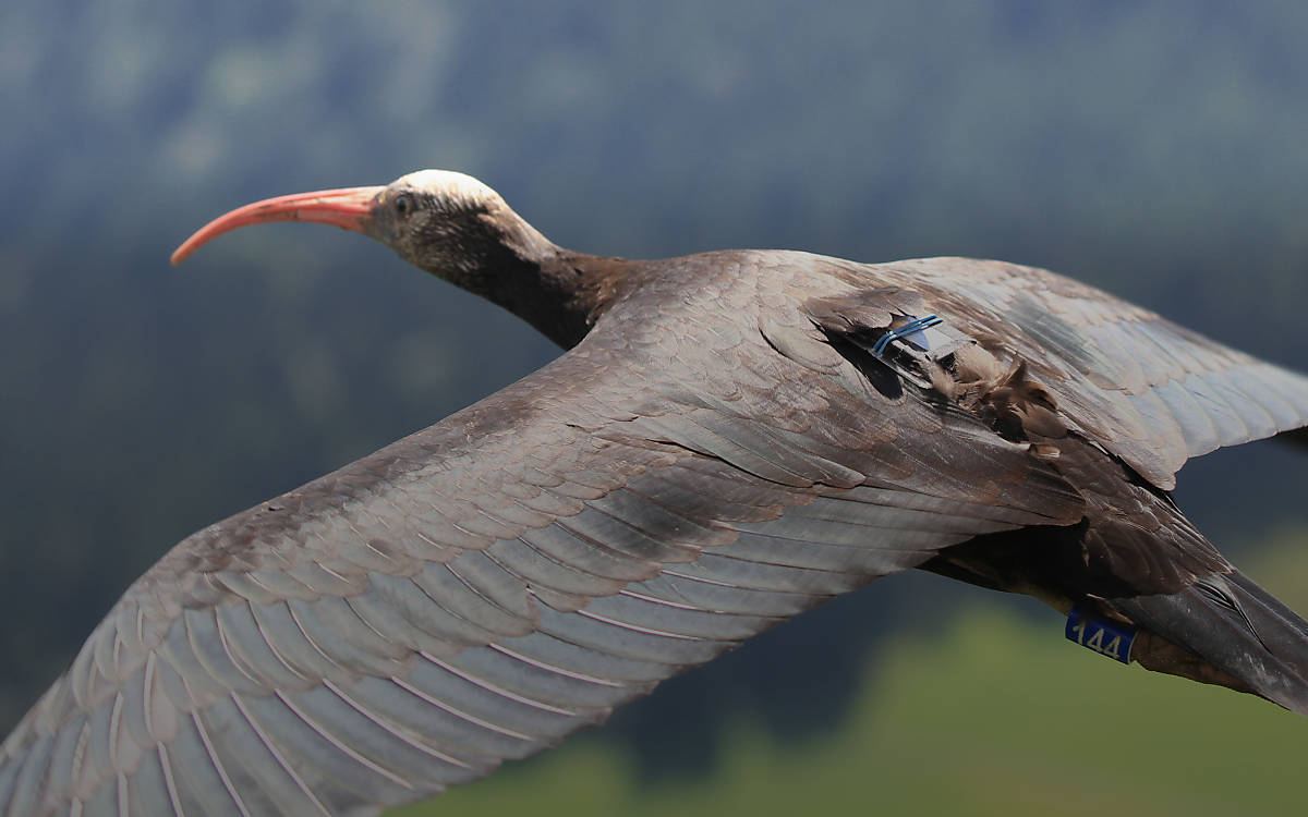 Waldrapp mit Sender,
Copyright: Waldrappteam Conservation & Research