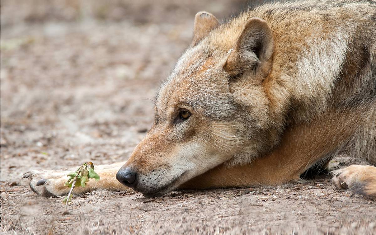 Wolf - Foto: Anne Friesenborg