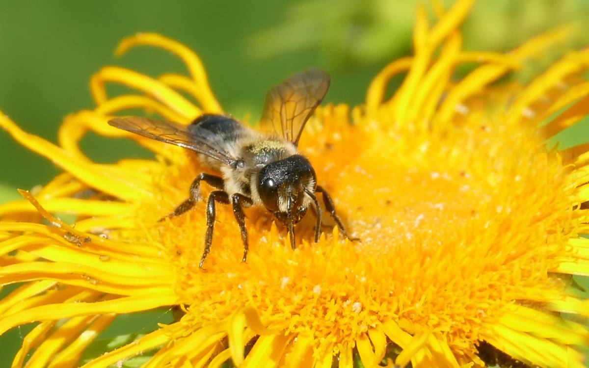 Stängel-Blattschneiderbiene Megachile genalis Foto copyright: Katharina Moik