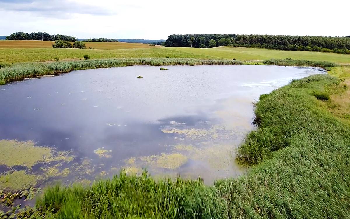 langes-video-youtube-mediathek_210923_djv_trauerseeschwalben-standbild003