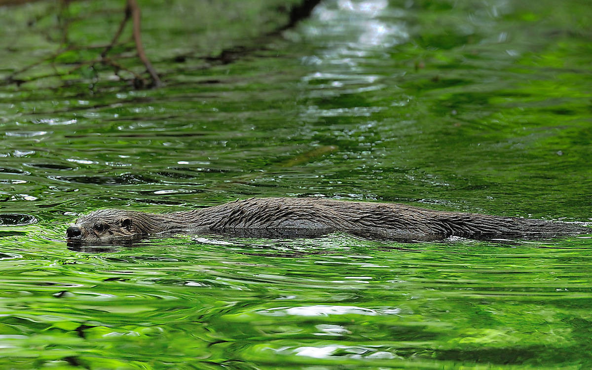 Fischotter in seinem Lebensraum Wasser Foto: Naturfoto Hofmann