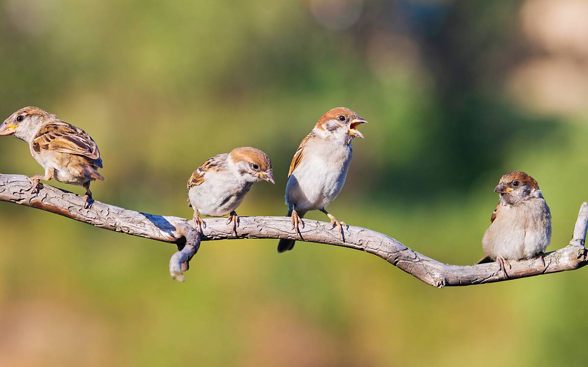 Foto: Drakuliren/shutterstock