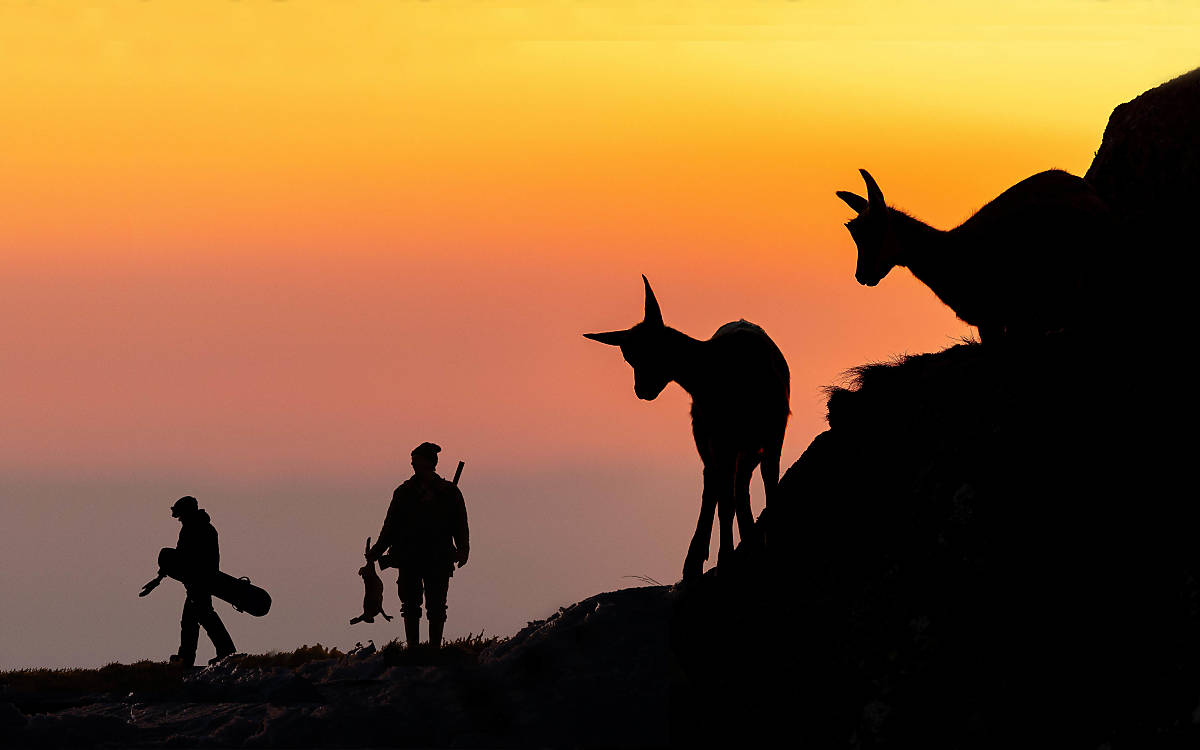 Zwei Gämsen (Rupicapra rupicapra) am Berghang im Gegenlicht, Sonnenuntergang, mit Jäger und Snowboarder - Kollage: Manfred Stutz imageBroker; Arterra / Sven-Erik Arndt imageBroker; Astrid Steffens imageBroker