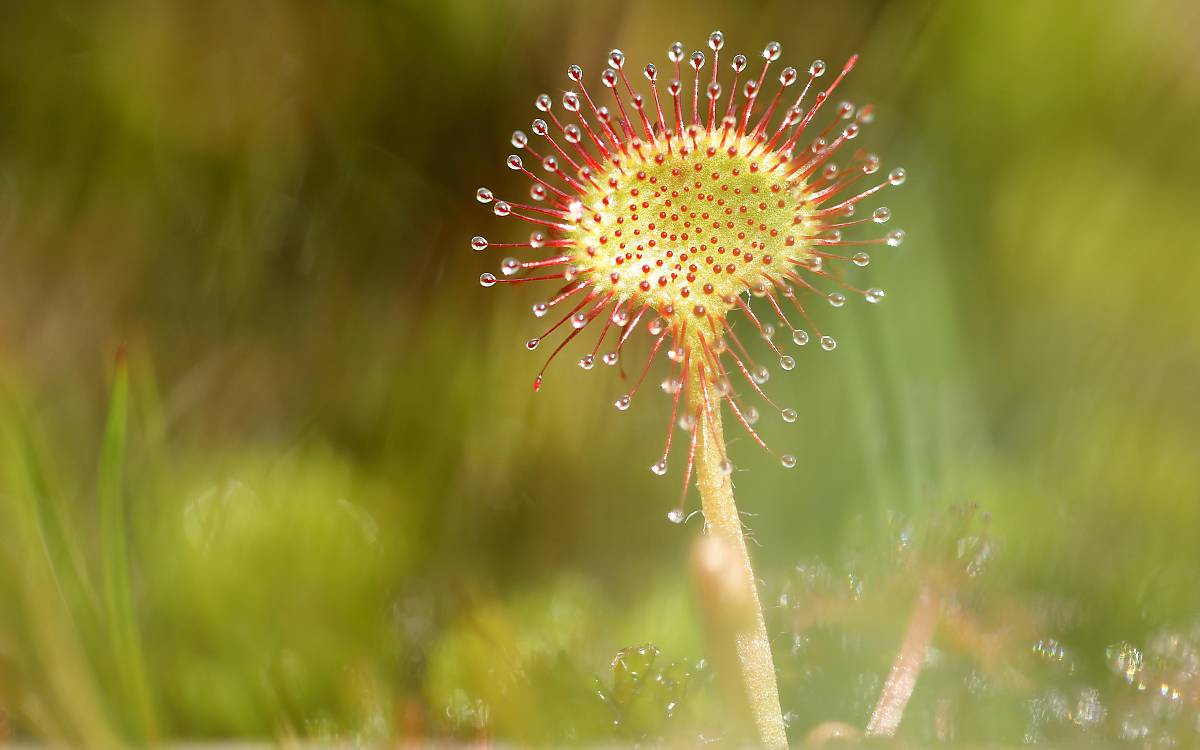 Rundblättriger Sonnentau (Drosera rotundifolia) in einem Sumpfgebiet Foto: © imageBROKER.com / Burkhard Sauskojus