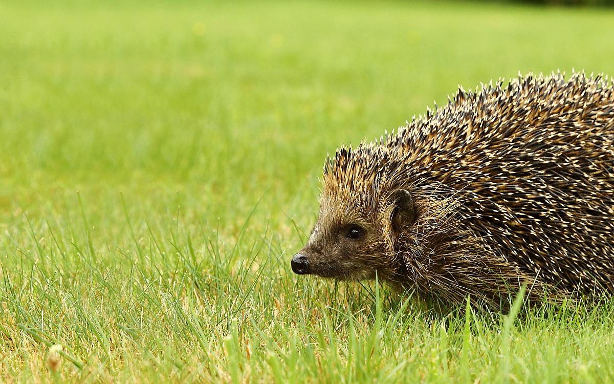 Igel auf Rasen © imageBROKER.com / Burkhard Sauskojus