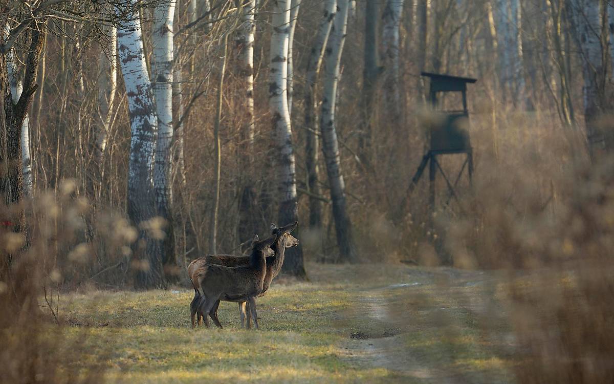 Hirschkuh mit Kalb (Cervus elaphus) im Wald © imageBROKER.com / Kurt Kracher