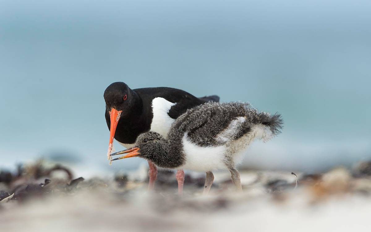 Austernfischer (Haematopus ostralegus) mit Jungvogel, Helgoland © imageBROKER.com / Marcus Siebert