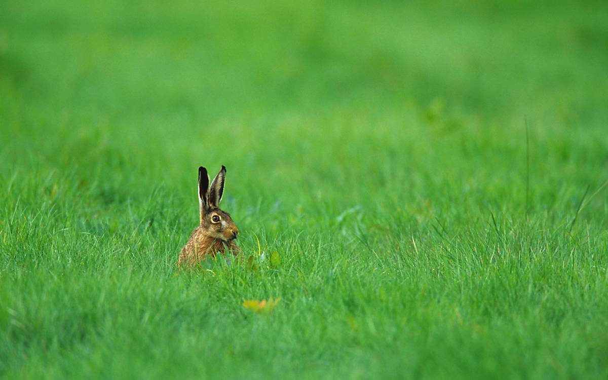 image27524