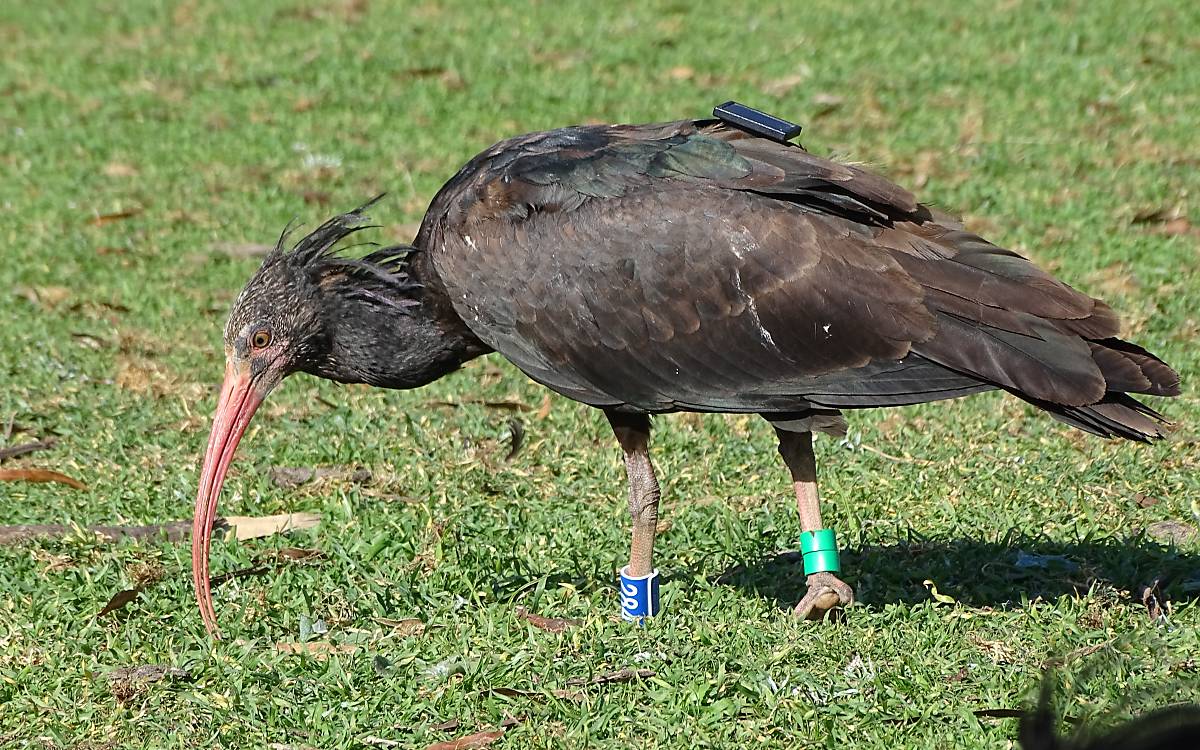 Waldrapp - Foto: Waldrappteam Conservation Research