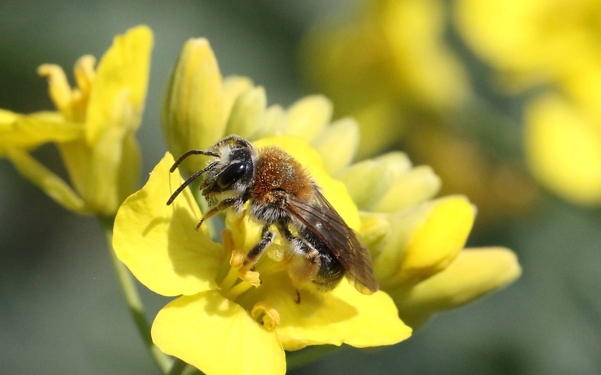 christian-schmidt-egger___andrena-haemorrhoa-w1-k-nast_wildbiene-rotschopfige-sandbiene-bluete-nahaufnahme